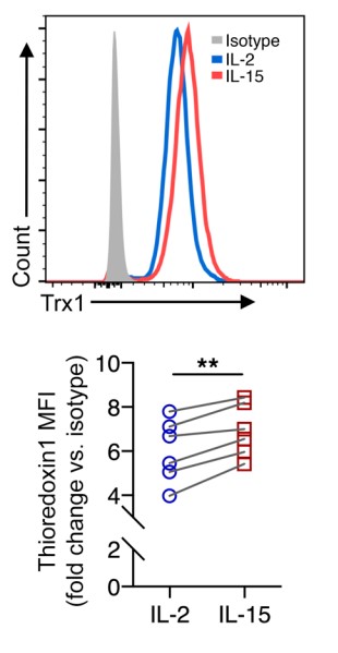 Representative histogram and relative MFI of thioredoxin (Trx1) in NK cells.jpg